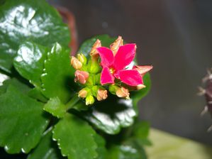 DSCN4073.JPG