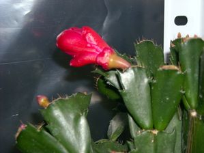 DSCN4167.JPG