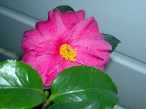 DSCN4168.JPG