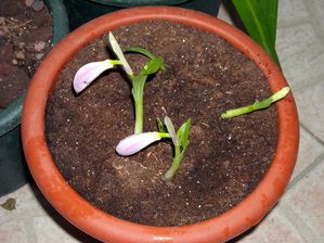 DSCN4515.JPG