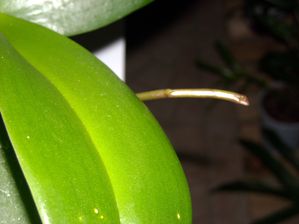 DSCN4788.JPG