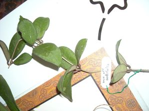 DSCN6303.JPG