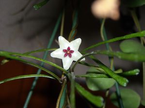 DSCN6660.JPG