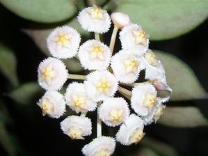 RSCN4757.JPG