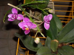 DSCN7557.JPG