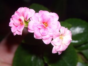 DSCN7558.JPG