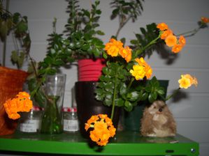 DSCN7559.JPG