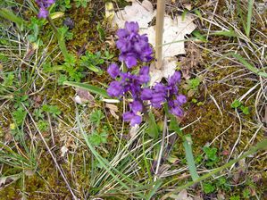 DSCN8277-copie-1.JPG