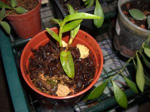 DSCN8394.JPG