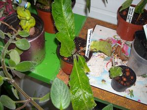 DSCN8481.JPG