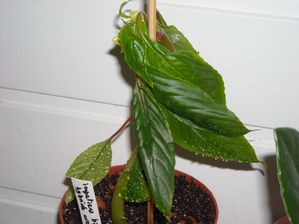 DSCN8487.JPG