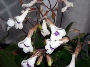 DSCN8507.JPG