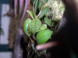Pleurothallis-resupinata--2-.JPG