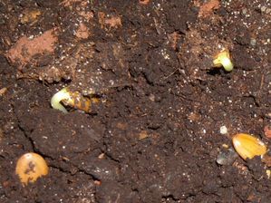 Germination de l'arbre de soie