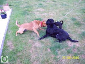 CHEYENNE---MALIKA-ADOPTANT--640x480---1-.jpg