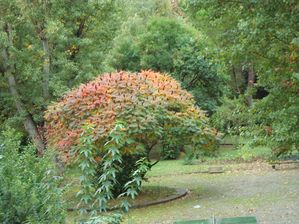 automne-nobembre-2009-002.jpg