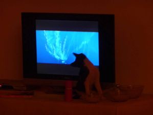 chat télé