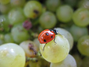 Coccinelle sur grappe