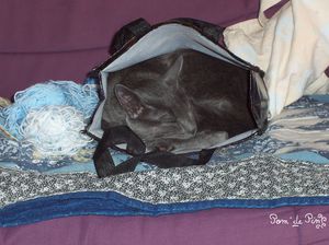 Patchou dort dans le sac