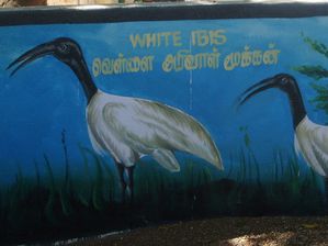 white ibis (4)