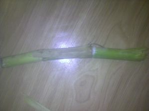 une canne a sucre ca ressemble a un bambou