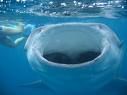 requin baleine 2