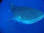 requin baleine 3