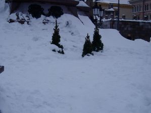 Sapins devant la statue