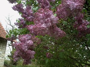 LILAS-EN-FLEUR-005.JPG