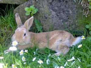 hase wiese blume
