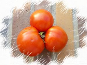 tomates.JPG