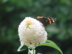 chaumont papillon