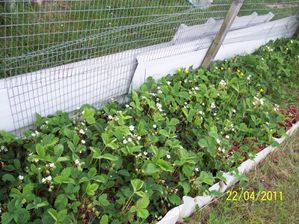 Plante-2011-IV-22---fraisiers-4081.JPG