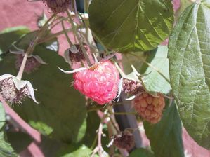 IMG309.jpg