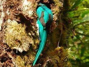 panama-birdwatching