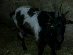 Bouc-4-cornes-d-1-an--1-.jpg