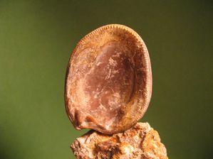 Neocrassina obliqua