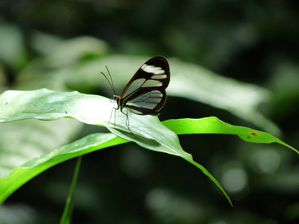 17 - Glass butterfly