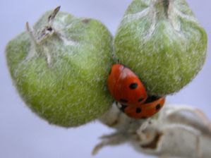 Coccinelles et pommes1