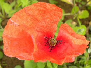 Pavot douteux
