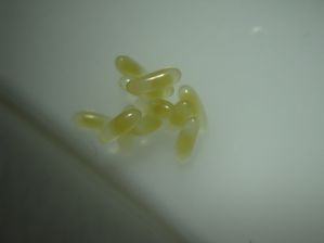 Oeufs