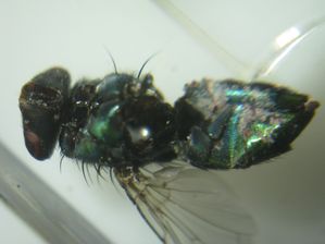 mouche 1