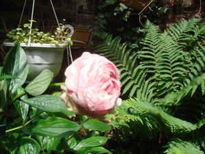 jardin-1-pivoine.jpg