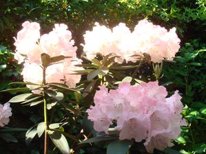jardin rhodo soleil