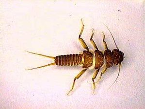 Perlidae.jpg