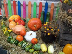 Citrouilles! ça fout la trouille....bientôt Halloween