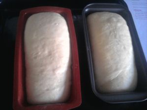 brioche aux petits suisse avant cuisson