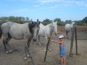 15- Jour 4 Chevaux vers la plage (7)