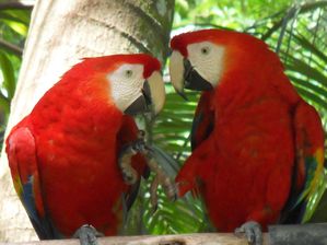 Costa Rica - Aras rouges
