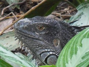 Costa Rica - Iguane noir